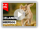 Icelandic Sheepdog - Top 10 Facts